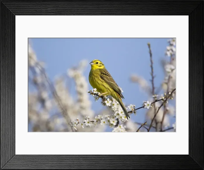 Framed Print : Yellowhammer - adult male - perched on white blossom - Oxon - UK - April Framed Print : Yellowhammer - adult male - perched on white blossom - Oxon - UK - April