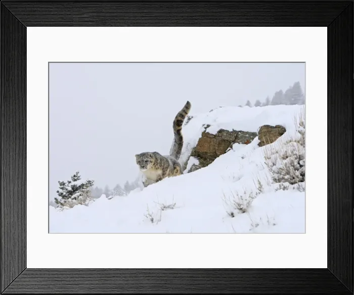 Framed Print : Snow leopard - in snow. Latin also Uncia uncia Framed Print : Snow leopard - in snow. Latin also Uncia uncia