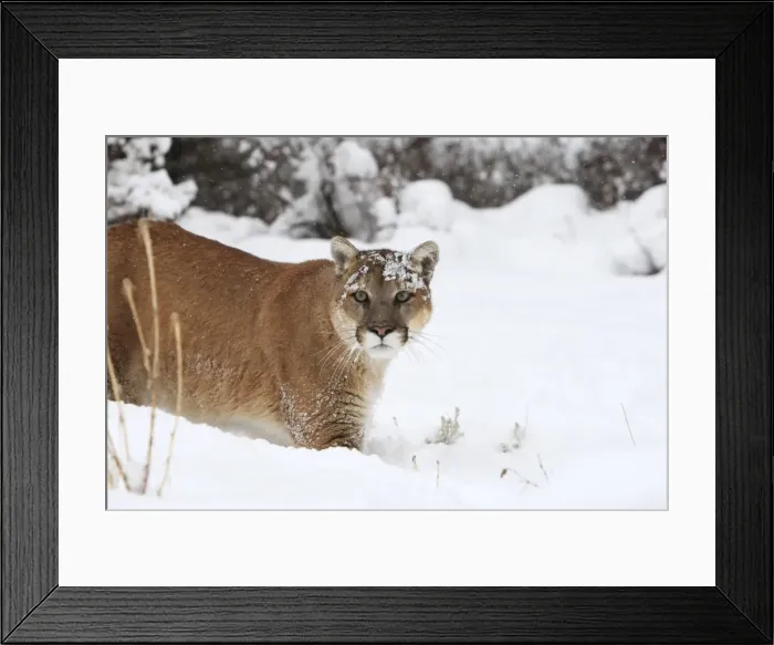 Framed Print : Cougar / Mountain Lion / Puma - running in snow. Montana - USA Framed Print : Cougar / Mountain Lion / Puma - running in snow. Montana - USA