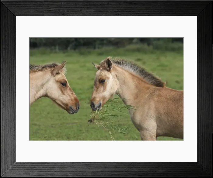 Framed Print : Henson / Somme Horse - foal in field. France. Is a bloodstock French born in the early 1970s on the site Marquenterre. Has been recognised by the French Ministry of Agriculture as a breed since 2003. Now found throughout the Bay of Somme Framed Print : Henson / Somme Horse - foal in field. France. Is a bloodstock French born in the early 1970s on the site Marquenterre. Has been recognised by the French Ministry of Agriculture as a breed since 2003. Now found throughout the Bay of Somme