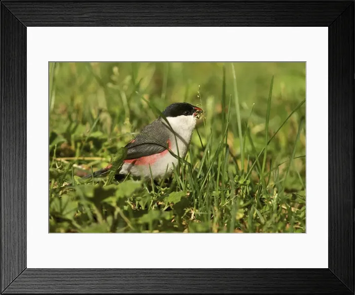 Framed Print : Black-crowned Waxbill - Nyungwe - Rwanda - Africa Framed Print : Black-crowned Waxbill - Nyungwe - Rwanda - Africa
