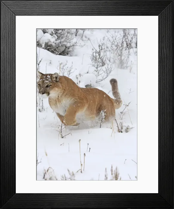 Framed Print : Cougar / Mountain Lion / Puma - running in snow. Montana - USA Framed Print : Cougar / Mountain Lion / Puma - running in snow. Montana - USA