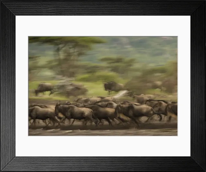 Framed Print : Wildebeest - running - panning - Ngorongoro conservation area - Tanzania - Africa Framed Print : Wildebeest - running - panning - Ngorongoro conservation area - Tanzania - Africa