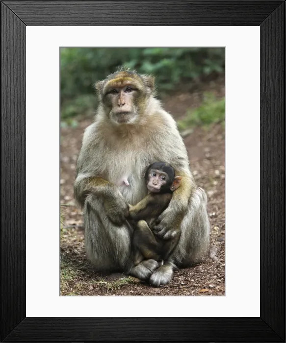 Framed Print : Barbary Macaque - adult with baby. La Montagne des Singes - Kintzheim - Alsace - France Framed Print : Barbary Macaque - adult with baby. La Montagne des Singes - Kintzheim - Alsace - France