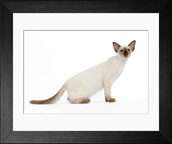 Framed Print : Cat - Balinese - Kitten Framed Print : Cat - Balinese - Kitten