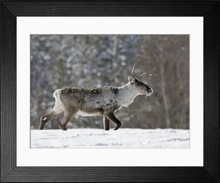 Framed Print : Reindeeer - Kuhmo - Finland Framed Print : Reindeeer - Kuhmo - Finland