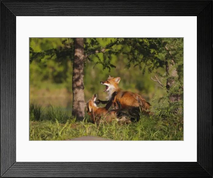 Framed Print : Red Fox - two playing / fighting. Minnesota - USA Framed Print : Red Fox - two playing / fighting. Minnesota - USA