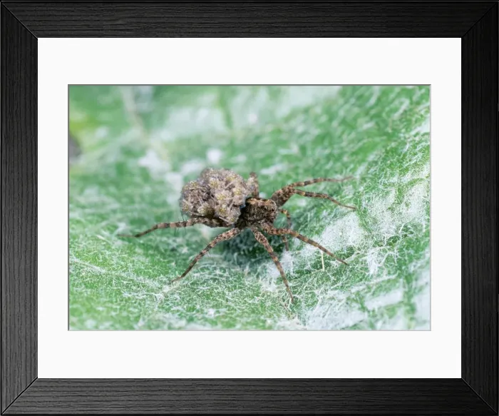 Framed Print : Wolf Spider SPH 23 Female carrying young UK Pardosa amentata © Steve Hopkin ARDEA LONDON Framed Print : Wolf Spider SPH 23 Female carrying young UK Pardosa amentata © Steve Hopkin ARDEA LONDON