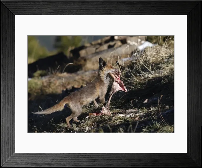 Framed Print : Red Fox - carrying prey. Pyrenees - France / Spain Framed Print : Red Fox - carrying prey. Pyrenees - France / Spain