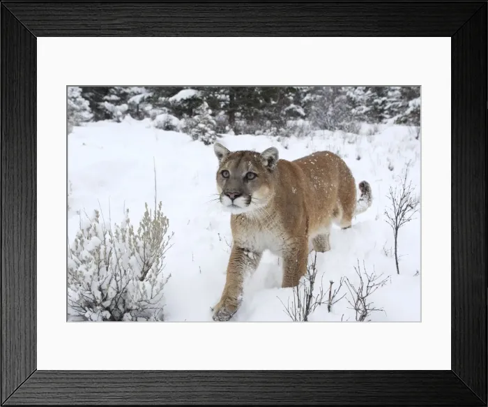 Framed Print : Cougar / Mountain Lion / Puma - in snow. Montana - USA Framed Print : Cougar / Mountain Lion / Puma - in snow. Montana - USA