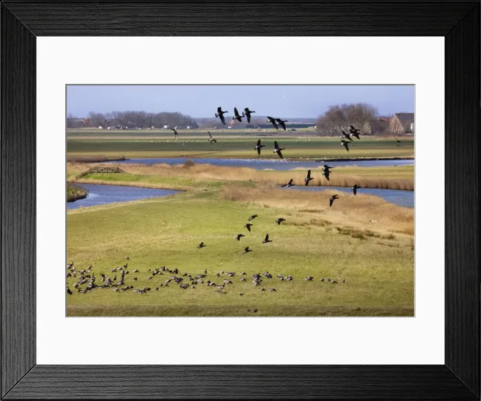 Framed Print : Brant Goose flying in group - Texel - island - Netherlands Framed Print : Brant Goose flying in group - Texel - island - Netherlands