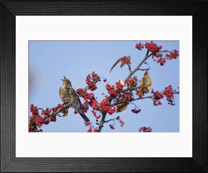 Framed Print : Fieldfare - perched on branch feeding on red berries in UK winter Framed Print : Fieldfare - perched on branch feeding on red berries in UK winter