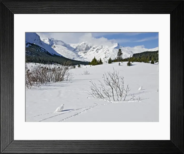 Framed Print : White-tailed Ptarmigans - in snow - at around the 6800 foot elevation (just below treeline) - Jasper National Park - Rocky Mountains - Alberta - Canada _B2A3896 Framed Print : White-tailed Ptarmigans - in snow - at around the 6800 foot elevation (just below treeline) - Jasper National Park - Rocky Mountains - Alberta - Canada _B2A3896