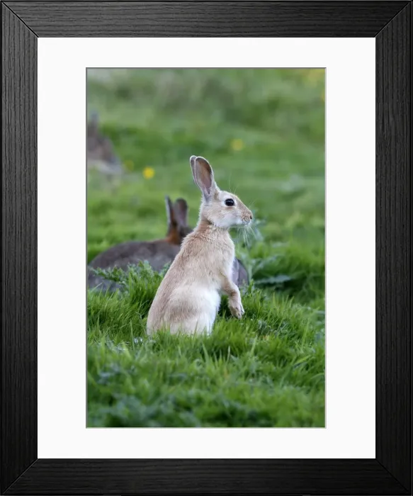 Framed Print : European Rabbit - on hind legs