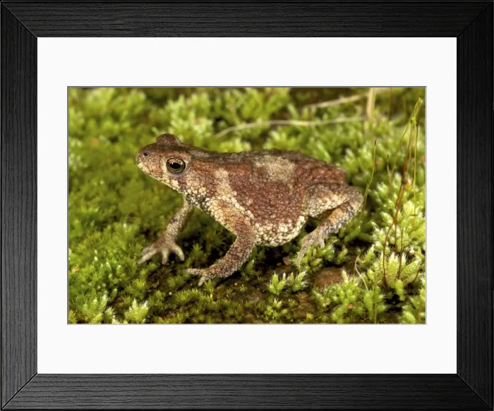 Framed Print : Black-chested Dwarf Toad - Tanzania - Africa Framed Print : Black-chested Dwarf Toad - Tanzania - Africa