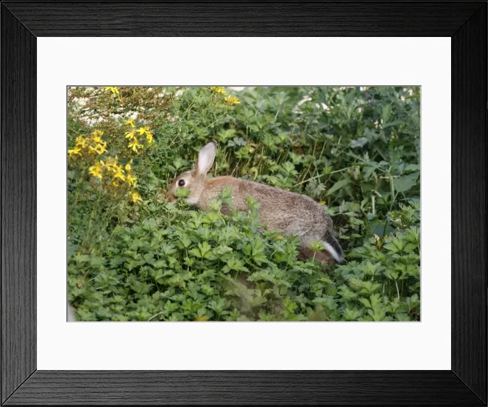 Framed Print : European Rabbit - grazing Framed Print : European Rabbit - grazing
