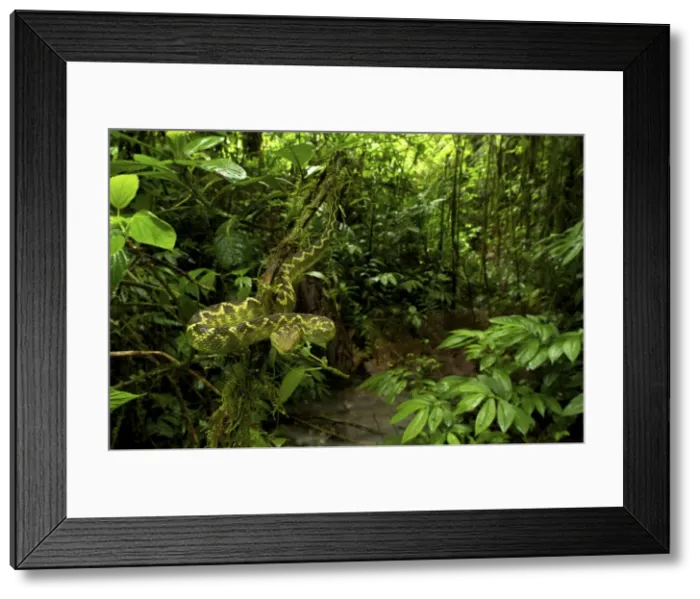 Framed Print : Rungwe Bush Viper - adult male - Tanzania - Africa Framed Print : Rungwe Bush Viper - adult male - Tanzania - Africa