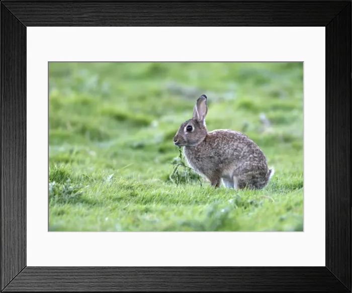 Framed Print : European Rabbit - feeding Framed Print : European Rabbit - feeding