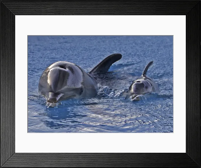 Framed Print : Bottlenose Dolphin - mother and newborn baby / calf - swimming near surface - Malta The calf was born on July 20th 2010 at 15:30. At birth its weight was roughly 15 kg and 1m in length Framed Print : Bottlenose Dolphin - mother and newborn baby / calf - swimming near surface - Malta The calf was born on July 20th 2010 at 15:30. At birth its weight was roughly 15 kg and 1m in length