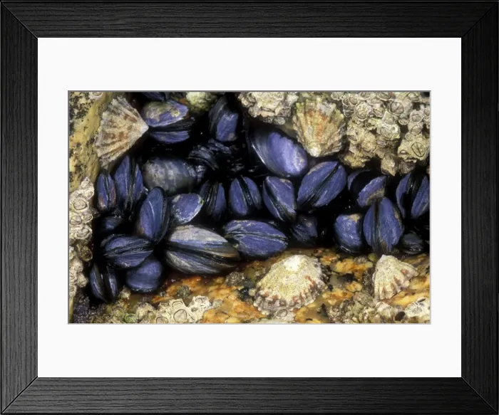Framed Print : Mussels And Limpets in rock crevice, Cornwall, UK Framed Print : Mussels And Limpets in rock crevice, Cornwall, UK