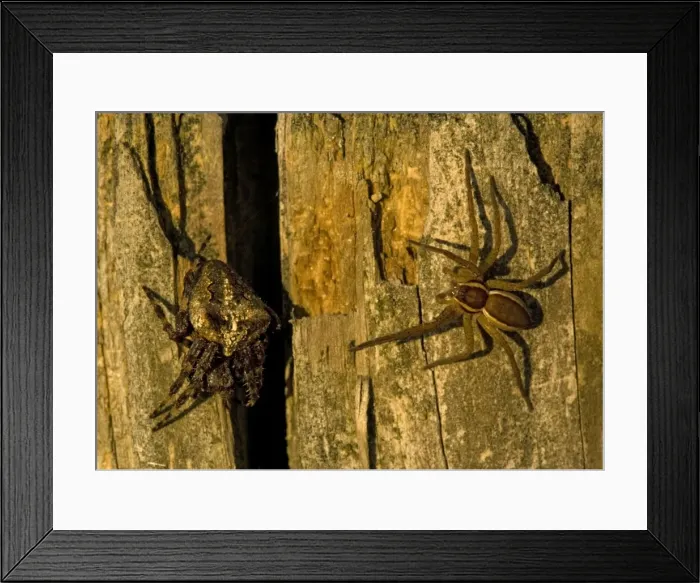 Framed Print : Raft Spider Framed Print : Raft Spider