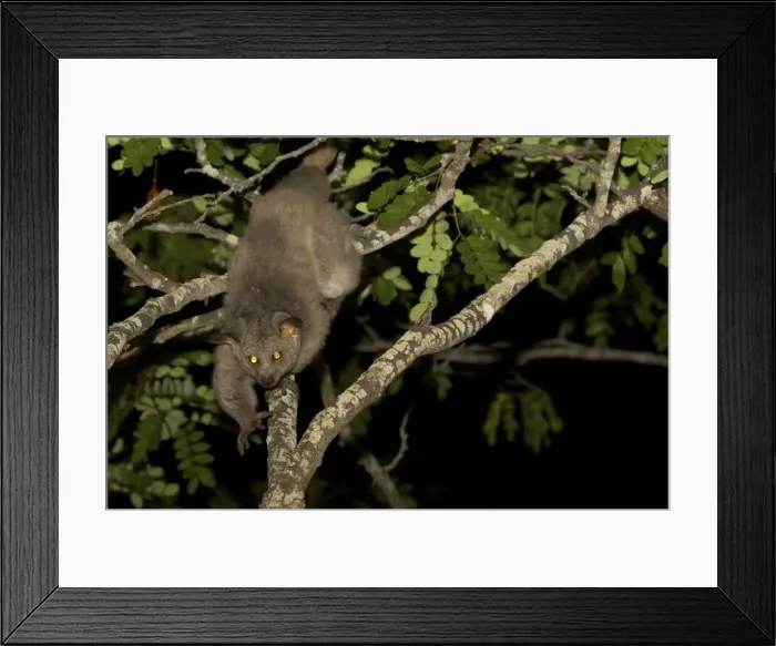 Framed Print : Brown Greater Galago - walking on a tree branch - Tanzania - Africa Framed Print : Brown Greater Galago - walking on a tree branch - Tanzania - Africa