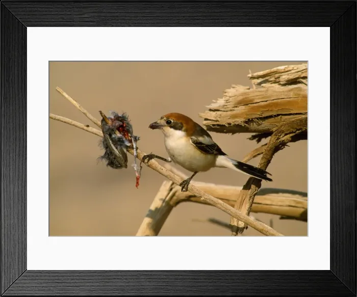 Framed Print : Woodchat Shrike - with it's larder Framed Print : Woodchat Shrike - with it's larder