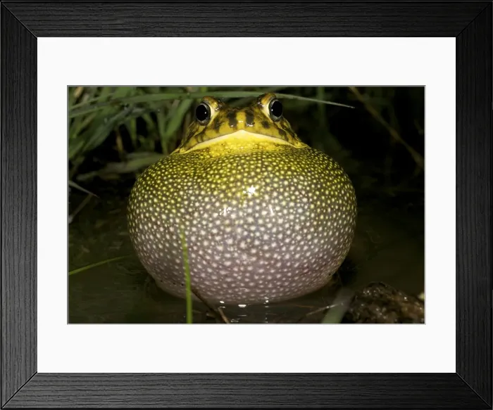 Framed Print : Guttural Toad - male calling in water - Tanzania - Africa Framed Print : Guttural Toad - male calling in water - Tanzania - Africa