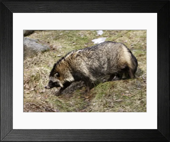 Framed Print : Raccoon Dog Framed Print : Raccoon Dog