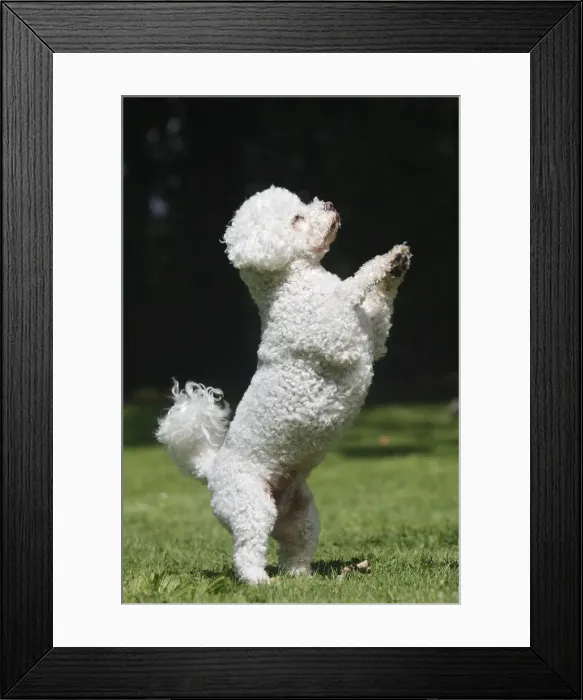 Framed Print : Dog - Bichon Frise - on hind legs Framed Print : Dog - Bichon Frise - on hind legs