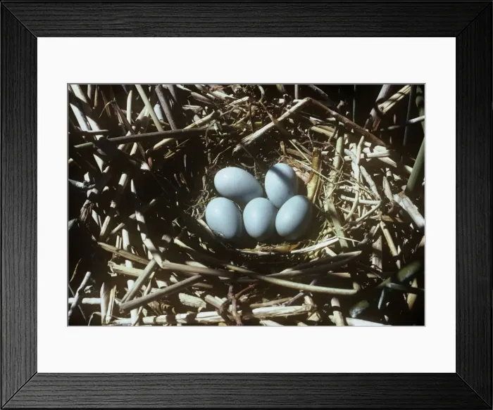 Framed Print : Glossy Ibis - nest & eggs Framed Print : Glossy Ibis - nest & eggs