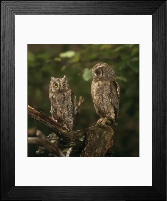 Framed Print : Scops Owl - pair Framed Print : Scops Owl - pair