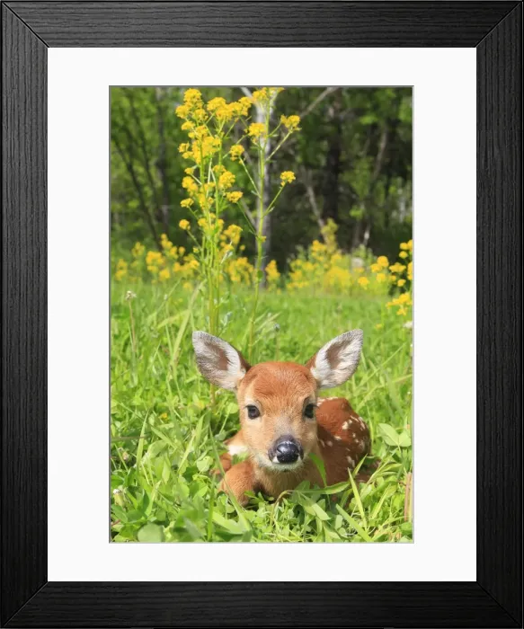 Framed Print : White-tailed Deer - fawn Framed Print : White-tailed Deer - fawn