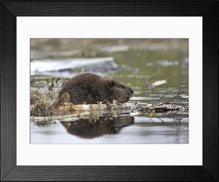Framed Print : European Beaver - in water. Kuhmo - Finland Framed Print : European Beaver - in water. Kuhmo - Finland