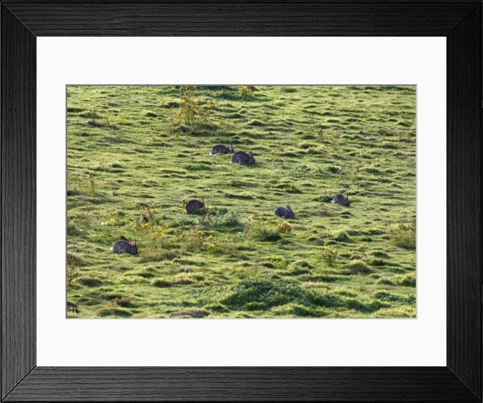 Framed Print : European Rabbit - group grazing in grassland. France Framed Print : European Rabbit - group grazing in grassland. France