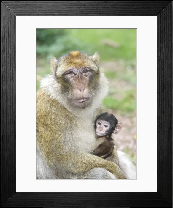 Framed Print : Barbary Macaque - adult with baby. La Montagne des Singes - Kintzheim - Alsace - France Framed Print : Barbary Macaque - adult with baby. La Montagne des Singes - Kintzheim - Alsace - France