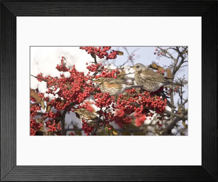 Framed Print : Fieldfare and Redwings (Turdus iliacus) perched on snow covered tree feeding on red berries in UK winter Framed Print : Fieldfare and Redwings (Turdus iliacus) perched on snow covered tree feeding on red berries in UK winter
