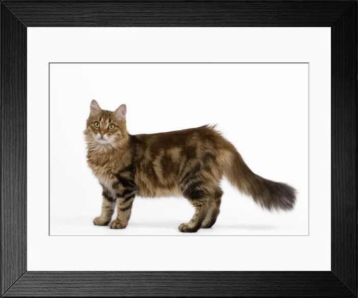 Framed Print : Cat - Siberian - standing up Framed Print : Cat - Siberian - standing up