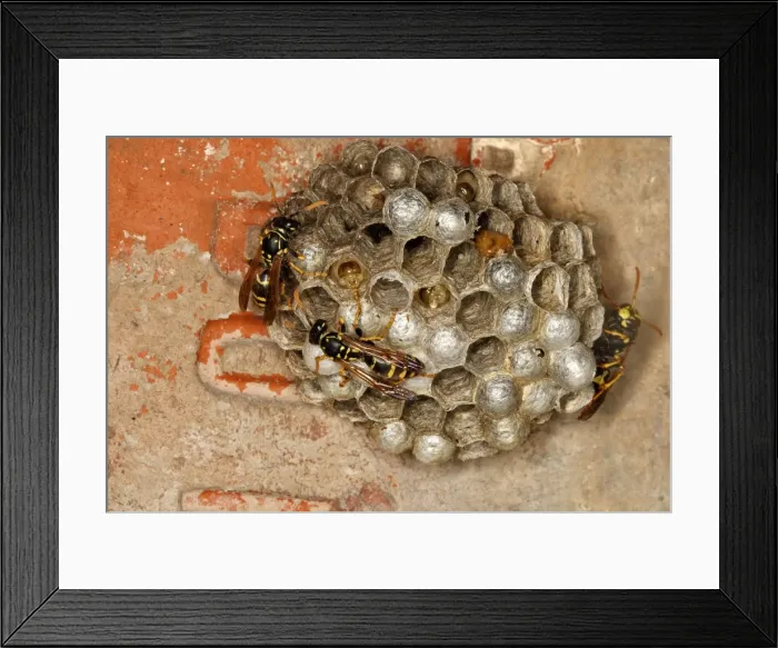 Framed Print : European Paper Wasps - at nest under house roof. France Framed Print : European Paper Wasps - at nest under house roof. France