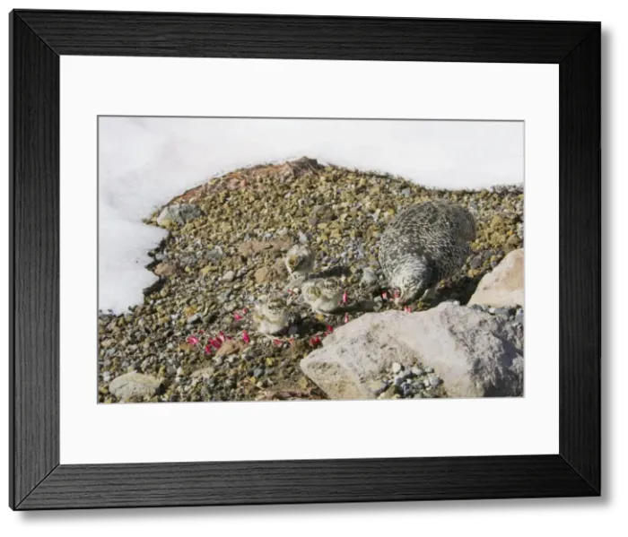 Framed Print : White-tailed Ptarmigans - hen is feeding on new shoots at the edge of a late melting snow field - Mount Rainier National Park - WA - Summer _AAX5484 Framed Print : White-tailed Ptarmigans - hen is feeding on new shoots at the edge of a late melting snow field - Mount Rainier National Park - WA - Summer _AAX5484
