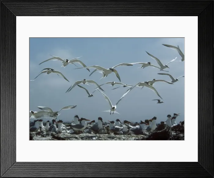 Framed Print : Elegant Terns - flock returning to nests Framed Print : Elegant Terns - flock returning to nests