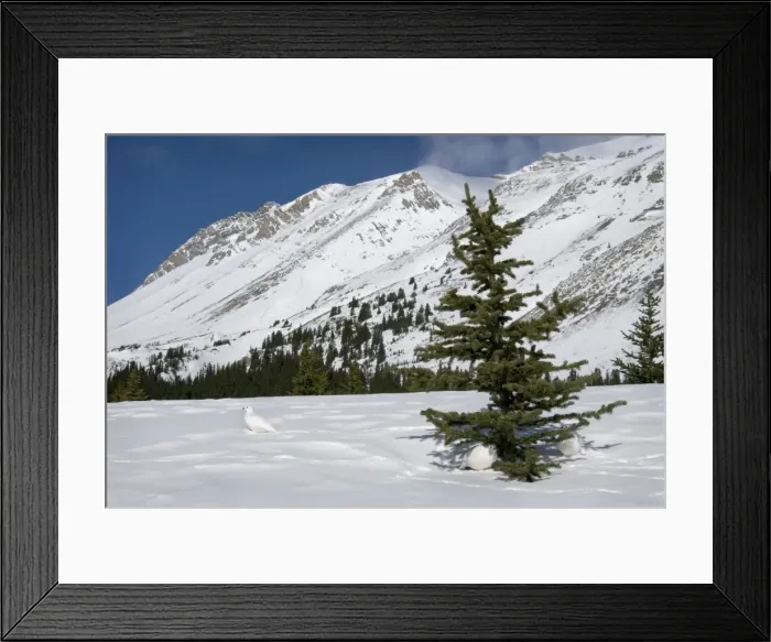 Framed Print : White-tailed Ptarmigans - in snow - at around the 6800 foot elevation (just below treeline) - Jasper National Park - Rocky Mountains - Alberta - Canada _B2A4114 Framed Print : White-tailed Ptarmigans - in snow - at around the 6800 foot elevation (just below treeline) - Jasper National Park - Rocky Mountains - Alberta - Canada _B2A4114