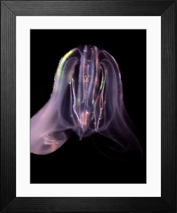 Framed Print : Comb Jelly - marine plankton, North Atlantic Framed Print : Comb Jelly - marine plankton, North Atlantic