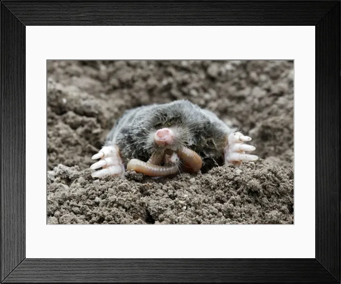 Framed Print : Mole - eating worm. Bay of Somme -Picardie - France