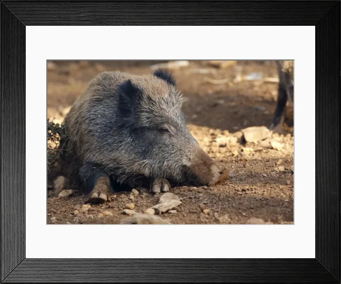 Framed Print : Wild Boar. France Framed Print : Wild Boar. France