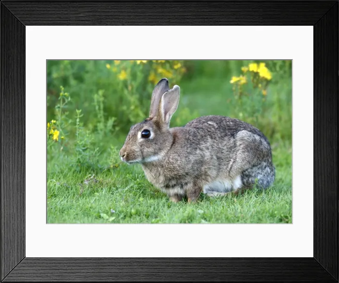 Framed Print : European Rabbit