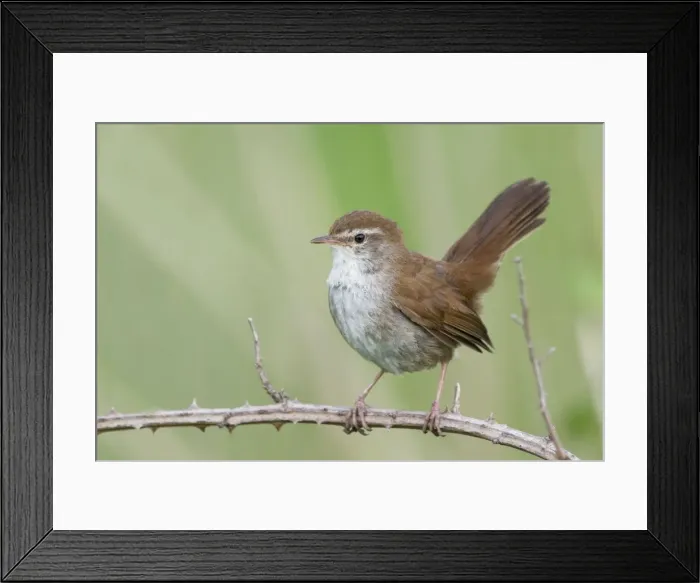 Framed Print : Cetti's Warbler - Tuscany - Italy Framed Print : Cetti's Warbler - Tuscany - Italy