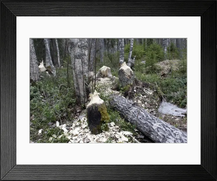 Framed Print : European Beaver - Poplar trees showing damage where Beavers have gnawed tree trunks. Kuhmo - Finland Framed Print : European Beaver - Poplar trees showing damage where Beavers have gnawed tree trunks. Kuhmo - Finland