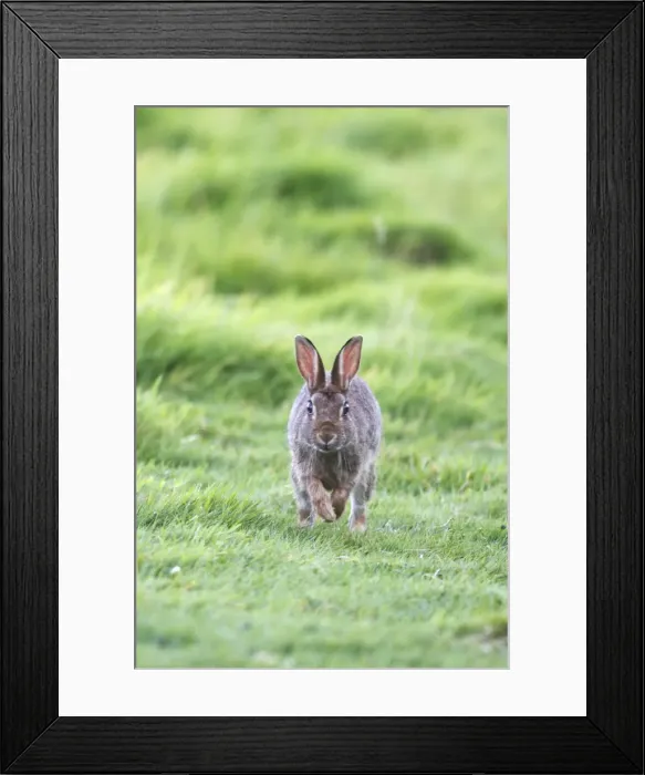 Framed Print : European Rabbit - hopping Framed Print : European Rabbit - hopping