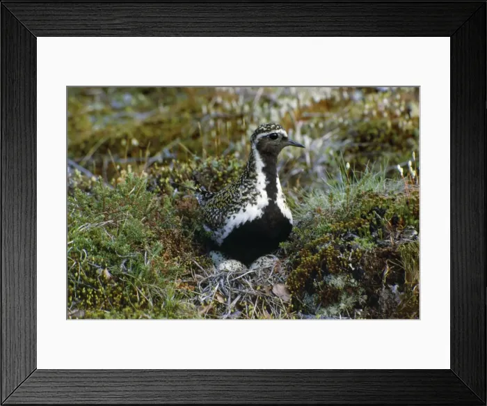 Framed Print : Golden Plover - on nest with eggs Framed Print : Golden Plover - on nest with eggs